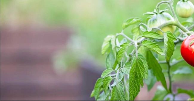 OPRYSKIWACZ AKUMULATOROWY NEXT 3000 S161.121-40399