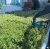 Nozyce-do-zywoplotu-Makita-DUH751PTE