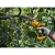 sekator-akumulatorowy-18v-Dewalt-DCMPP568P1-QW.jpg